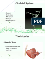 Skeletal and Muscle Systems Overview