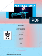 Diapositivas SISTEMA NERVIOSO