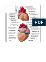 Heart Labels Cardiovascular