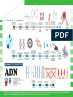 Infografía Historia de La Genética