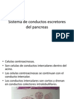 Sistema de Conductos Escretores Del Pancreas