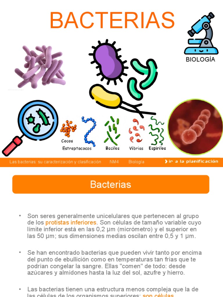 Bacterias | PDF | Las bacterias | Bacterias Gram Positivas