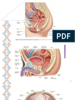 Dibujos Anatomia 2