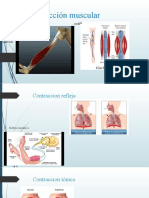 La Contracción Muscular