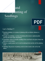 Pulling and Transplanting of Seedlings