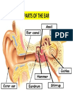 Parts of The Ear