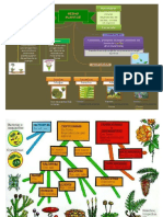 Esquemas Reino Plantae