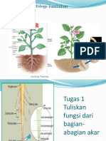 Morfologi Tumbuhan