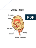 SISTEMA LIMBICO