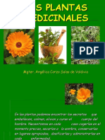 Plantas medicinales: usos y beneficios