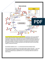 Ciclo de Krebs