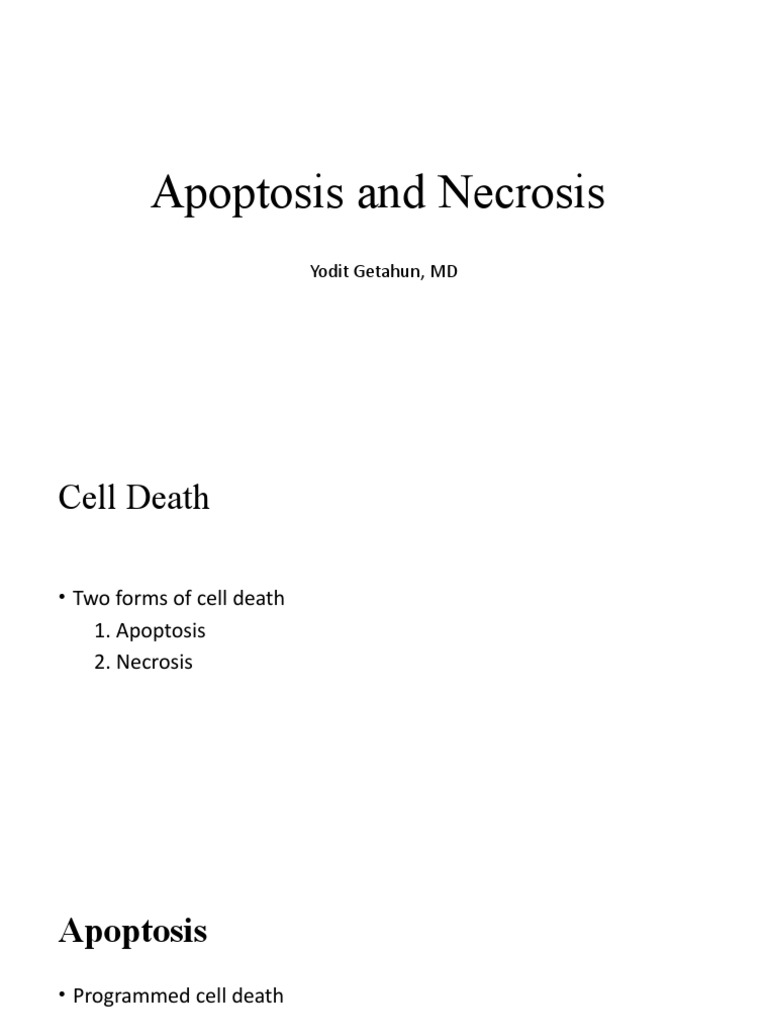 Apoptosis and Necrosis: Yodit Getahun, MD | PDF | Apoptosis | Necrosis