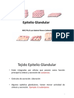 Epitelio glandular: clasificación y tipos principales