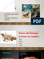 Sistema Excretor en Reptiles