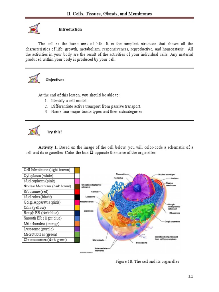 Understanding Cells and Tissues Basics | PDF | Skin | Endoplasmic Reticulum