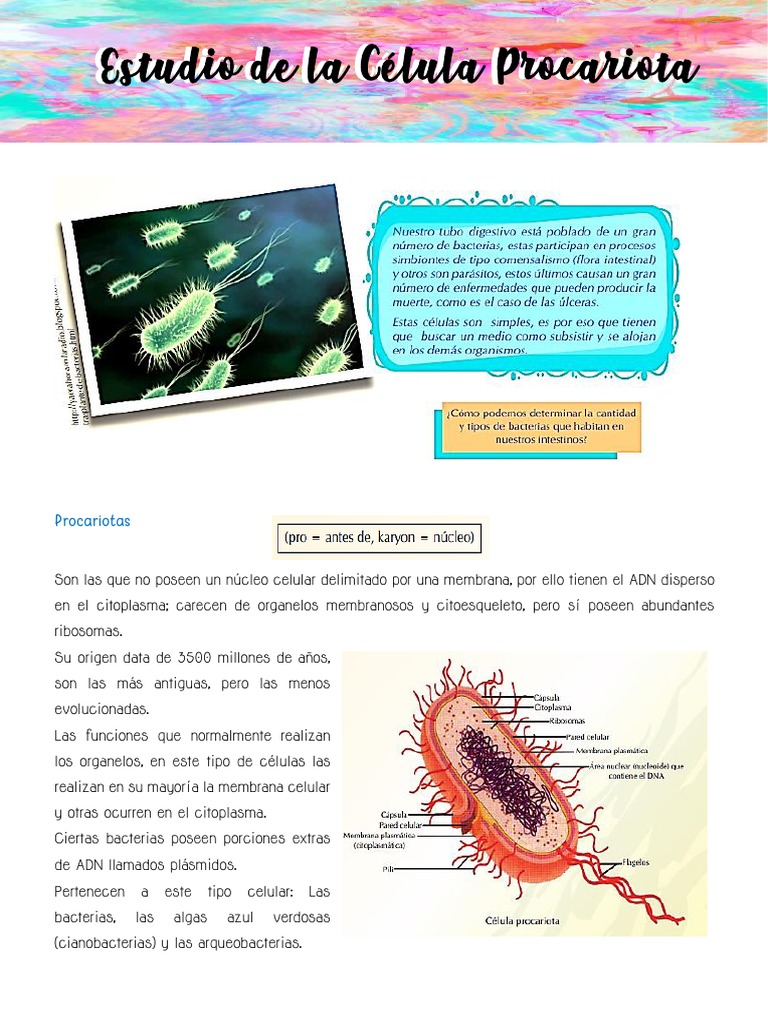Estructura y Funciones de Células Procariotas | PDF | Biología Celular ...