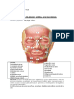 M. Mimica y Nervio Facial R