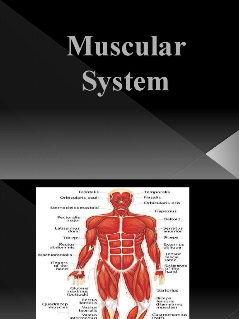 Muscular System | PDF | Muscle | Skeleton
