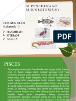 Tugas Sistem Pencernaan Vertebrata