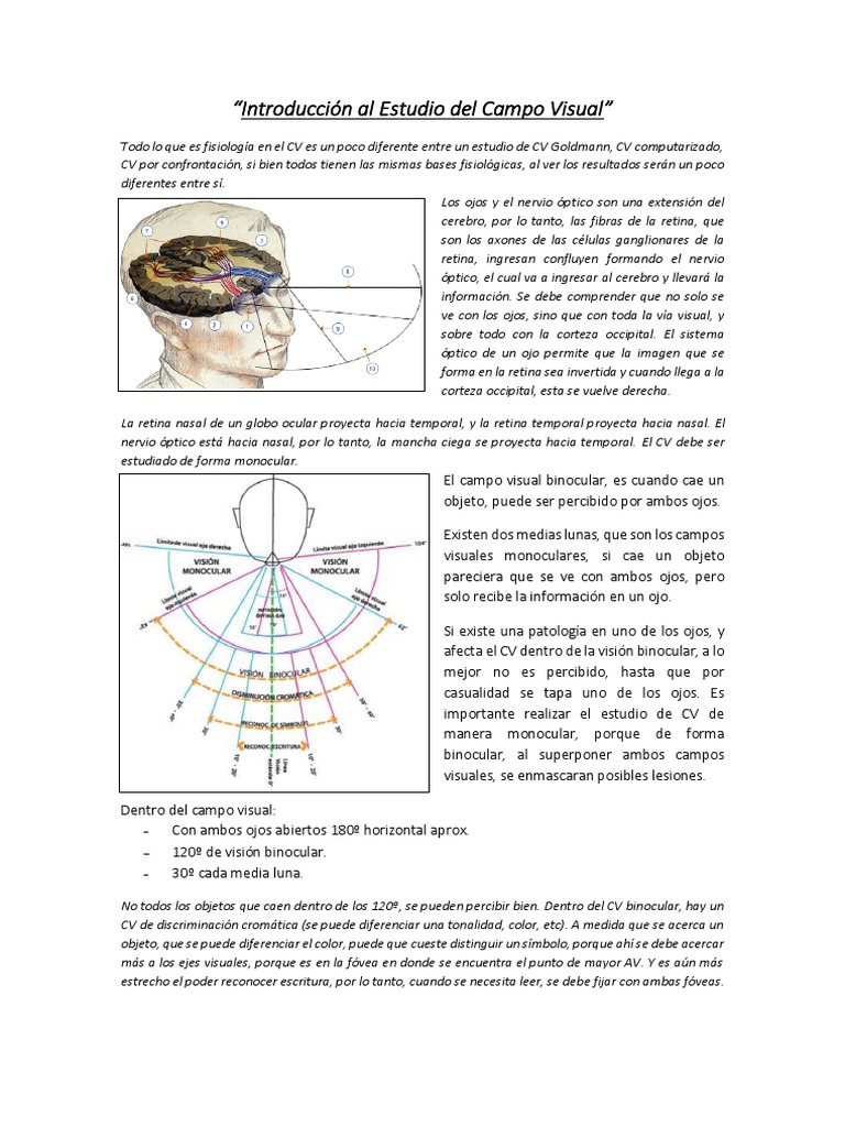 Introducci n Al Estudio Del Campo Visual PDF Percepci n Visual Ojo