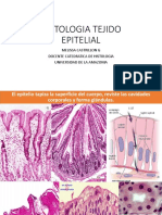 Placas Histologicas Epitelial