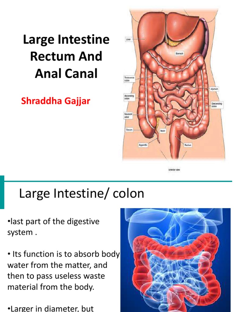 Structure and Function of Large Intestine | PDF | Large Intestine ...