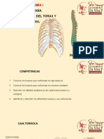 3 Torax Oseo y Columna Vertebral