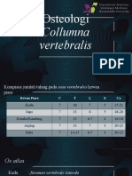 Columna Vertebralis