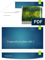  Unspecialised Plant Cells 