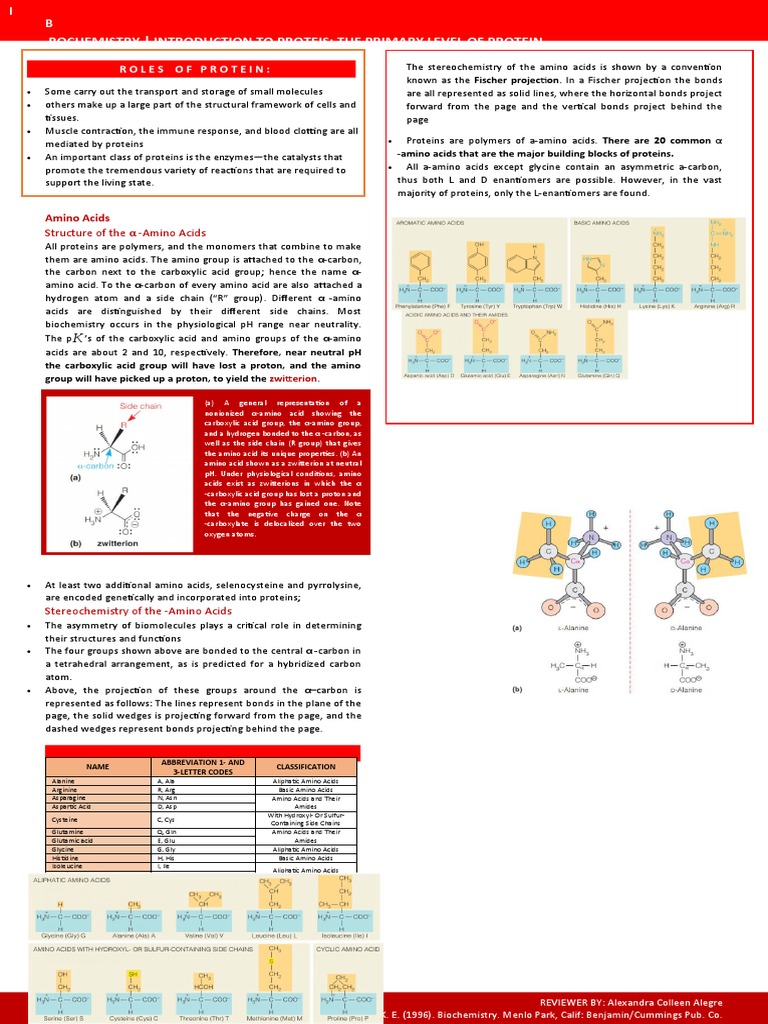 Protein Structure & Amino Acids Basics | PDF | Amino Acid | Proteins