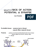 Biophysics of Action Potential & Synapse: Ivan Poliaček