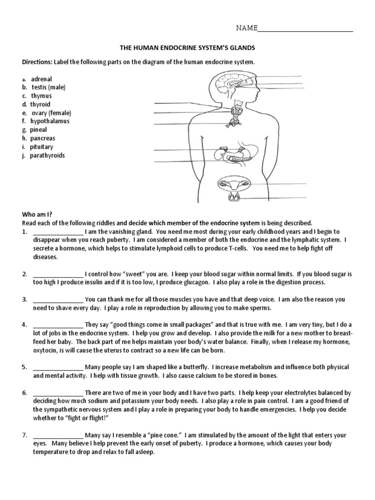 the-human-endocrine-system-s-glands-worksheet-pdf-endocrine-system-adrenal-gland