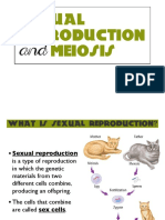 Sexual Reproduction Meiosis