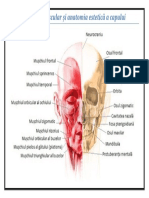Sistemul muscular și anatomia estetică a capului