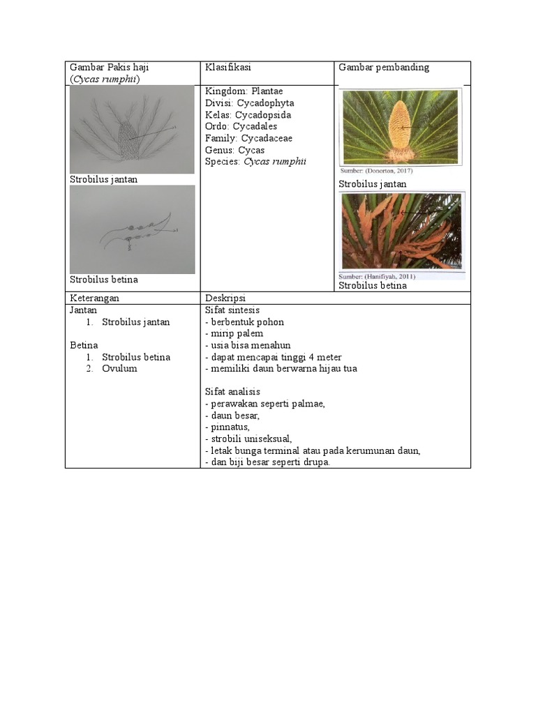 Morfologi dan Klasifikasi Cycas Rumphii | PDF