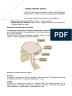 Sistema Nervoso Central Anatomia