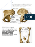 Ossos Do Membro Inferior