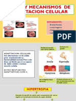 Tipos y Mecanismos de Adaptacion Celular