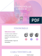 Segundo Molar Superior