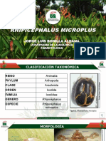 Rhipicephalus Microplus