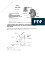 Kidney