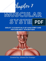 A-P Chapter 7 Muscular System