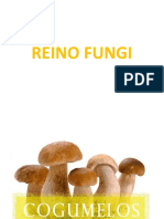 Reino Fungi: Características, estrutura e importância