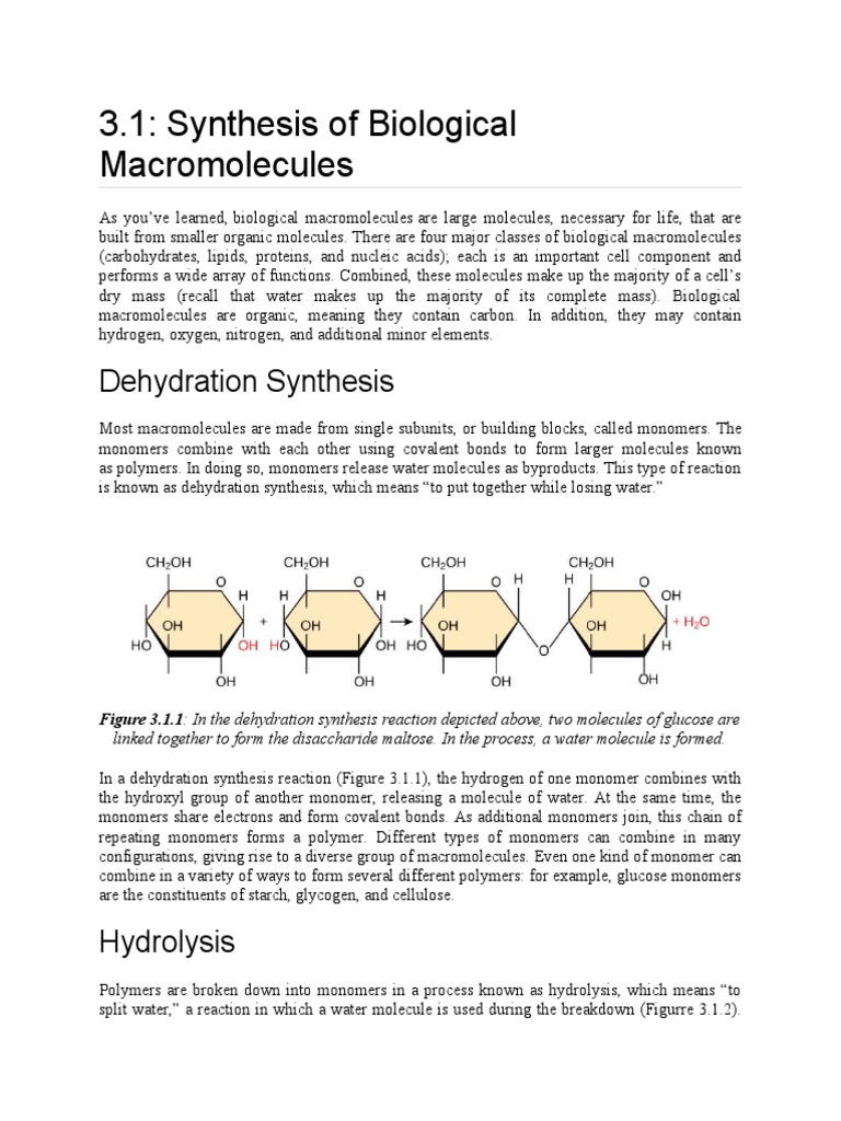 3.1 Synthesis of Biological Macromolecules PDF Macromolecules