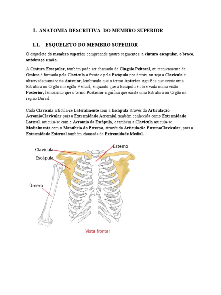 Ossos Dos Membros Superiores Pdf Mão Coluna Vertebral