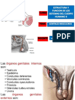 PRACTICA #15 ESTRUCTURA Y FUCION DE LOS SISTEMAS DEL CUERPO HUMANO II Dra. Casma