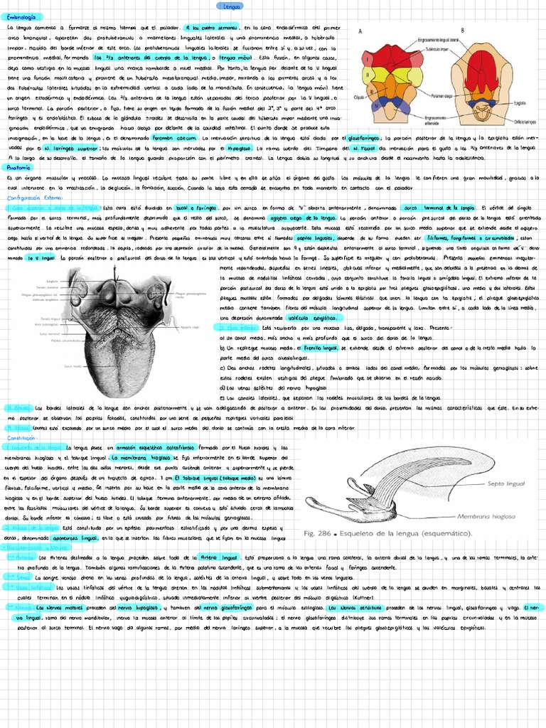 Desarrollo y Anatomía de la Lengua | PDF | Lengua | Órgano (anatomía)
