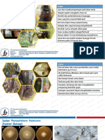 Pengendalian Phytophtora palmivora Baru