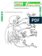 El Camino de Los Alimentos para Primero de Primaria
