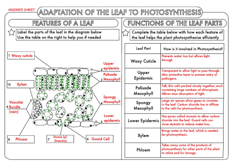 GCSE Biology Leaf Adaptations Answer Sheet | PDF